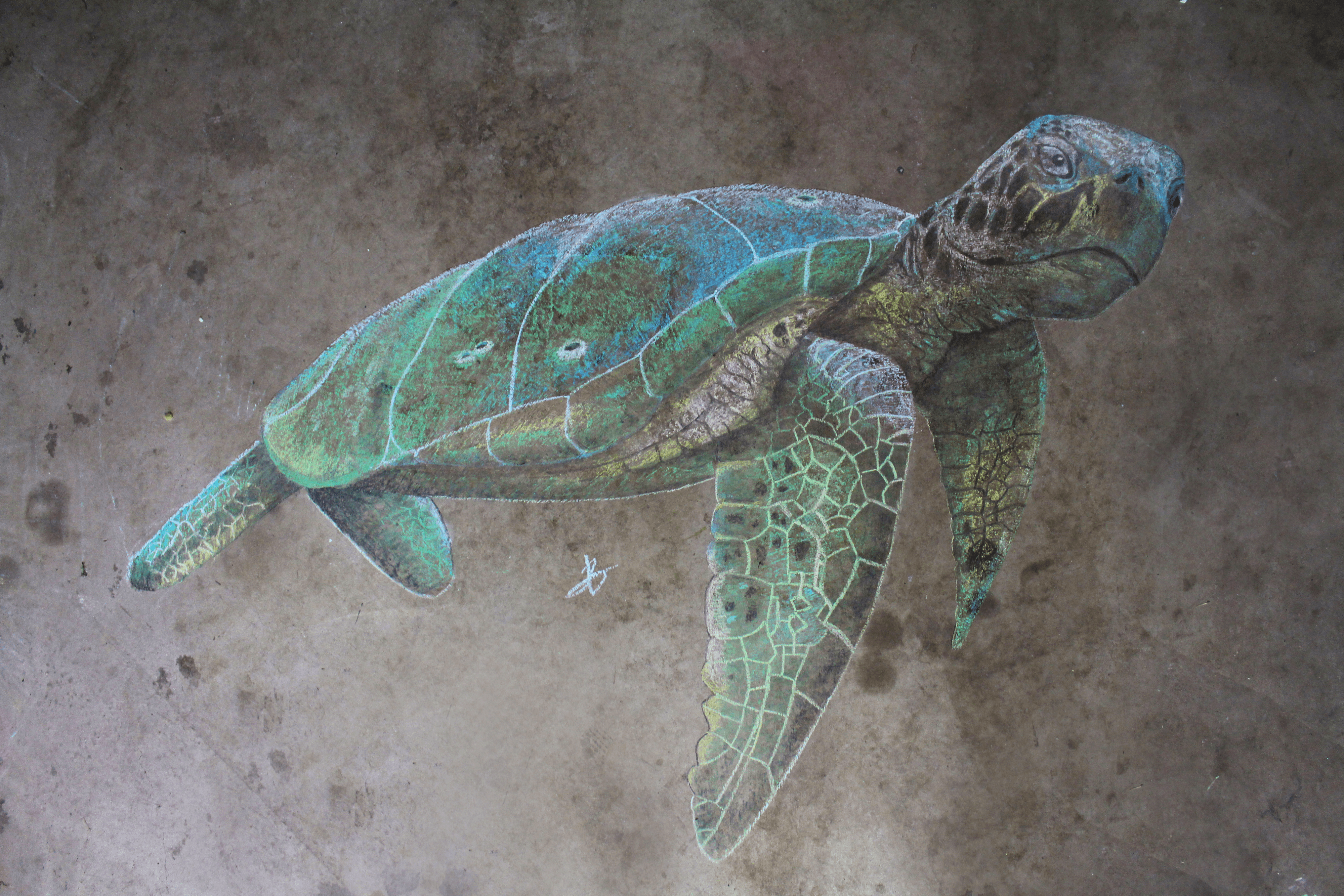 Chalk Series - Sea Turtle (still)