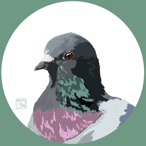 SageyBug's Birds