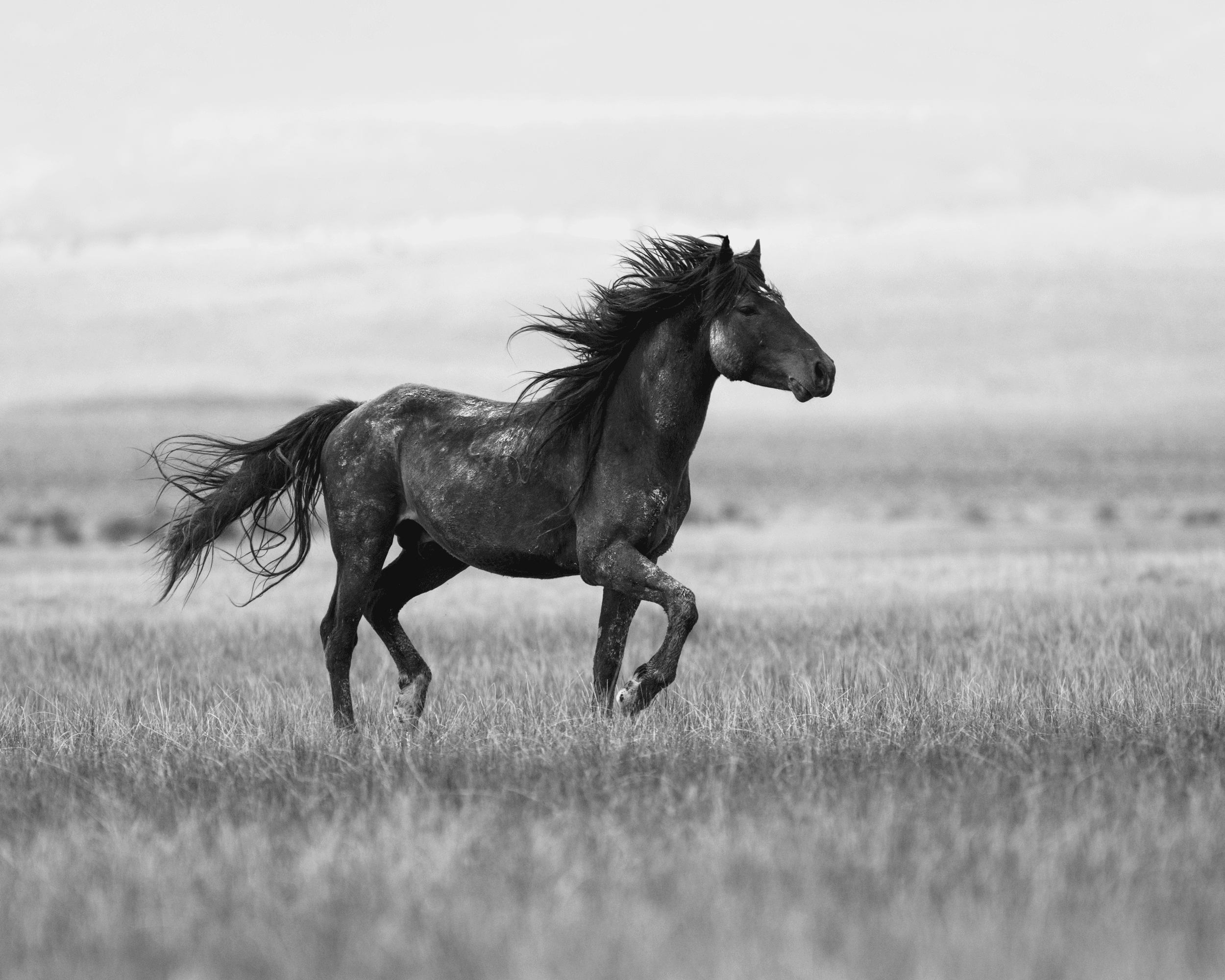 Wild Mustangs: Running Stallion