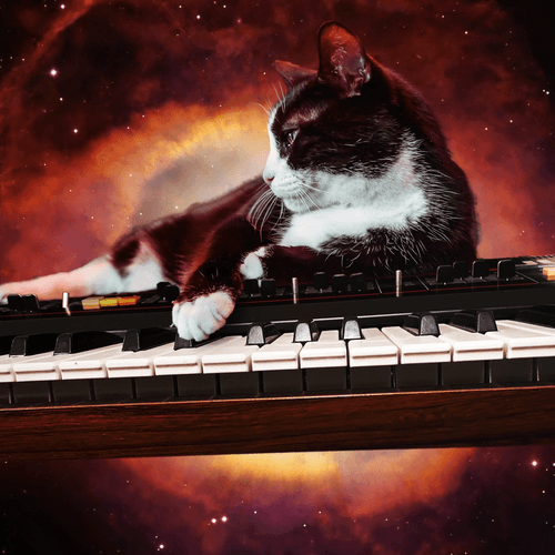 Kitty on the Keys