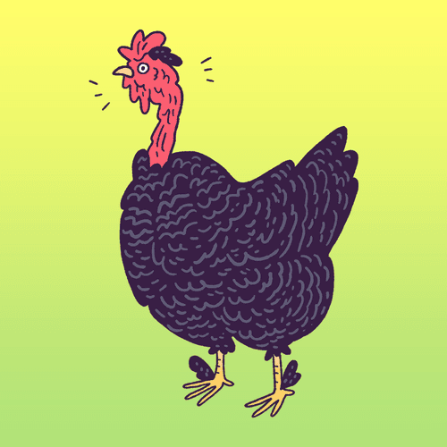 Naked Neck Chicken #1199