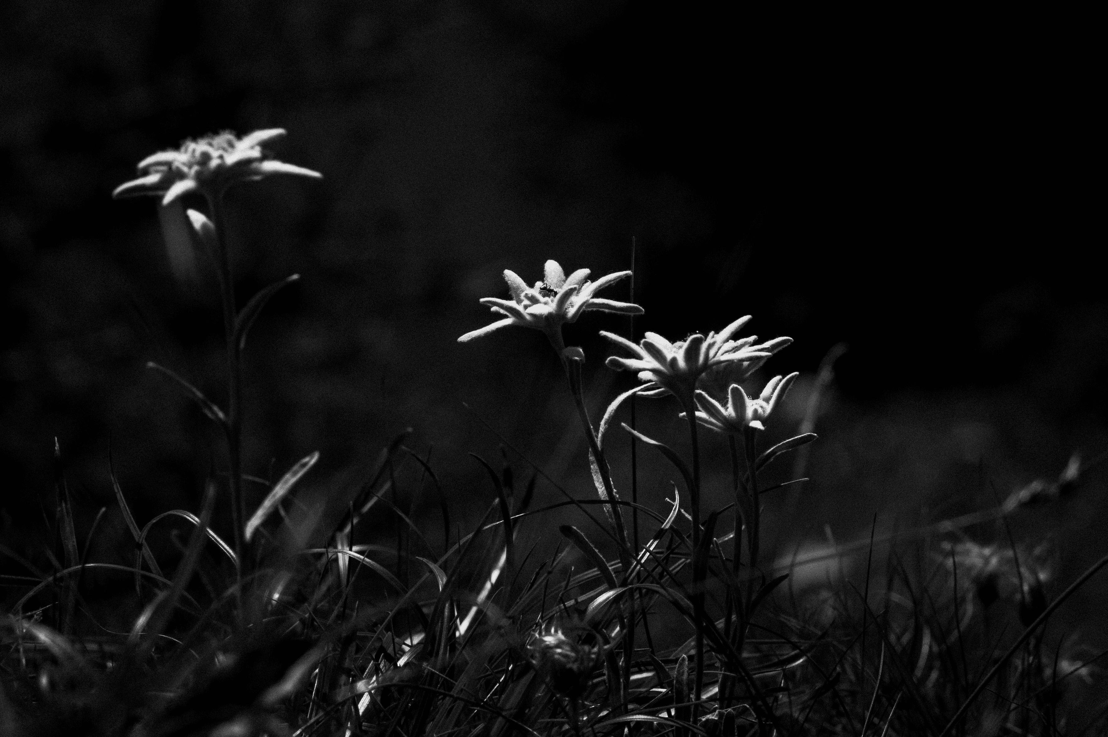 Edelweiss, queen of flowers #09