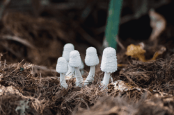 Magic Kingdom of Fungi collection image