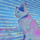 CAT NATION