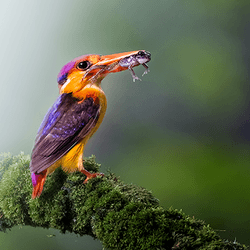 The Tiny King by Amit Salvi collection image