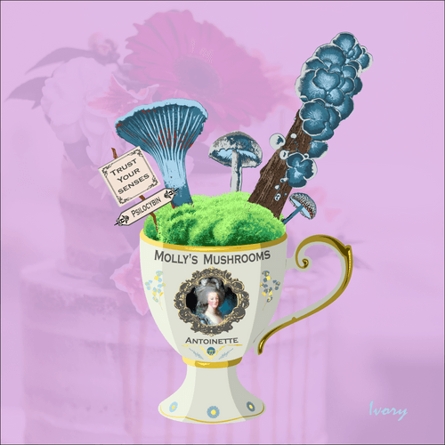 Molly's Mushrooms #20 - Antoinette