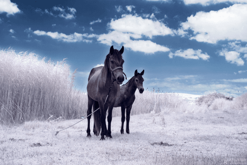 infrared of world