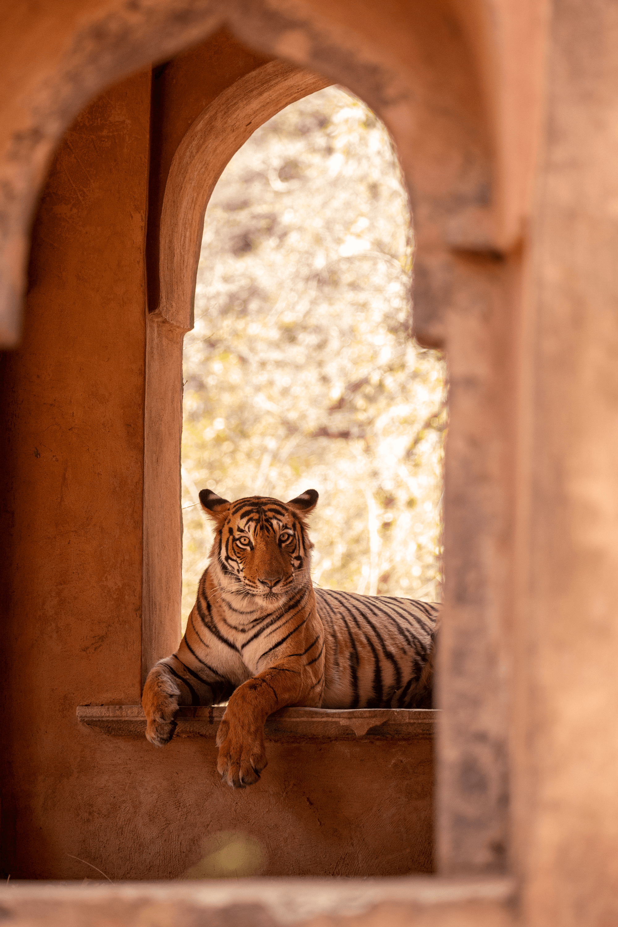 Tiger ‘Arrowhead’ in Mosque Ruin