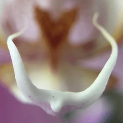 Orchids4Pleasure collection image