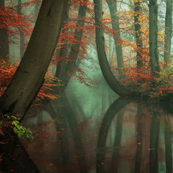 Magical Forests and Trees collection image