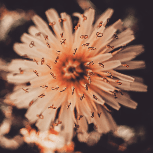 top view floral macro