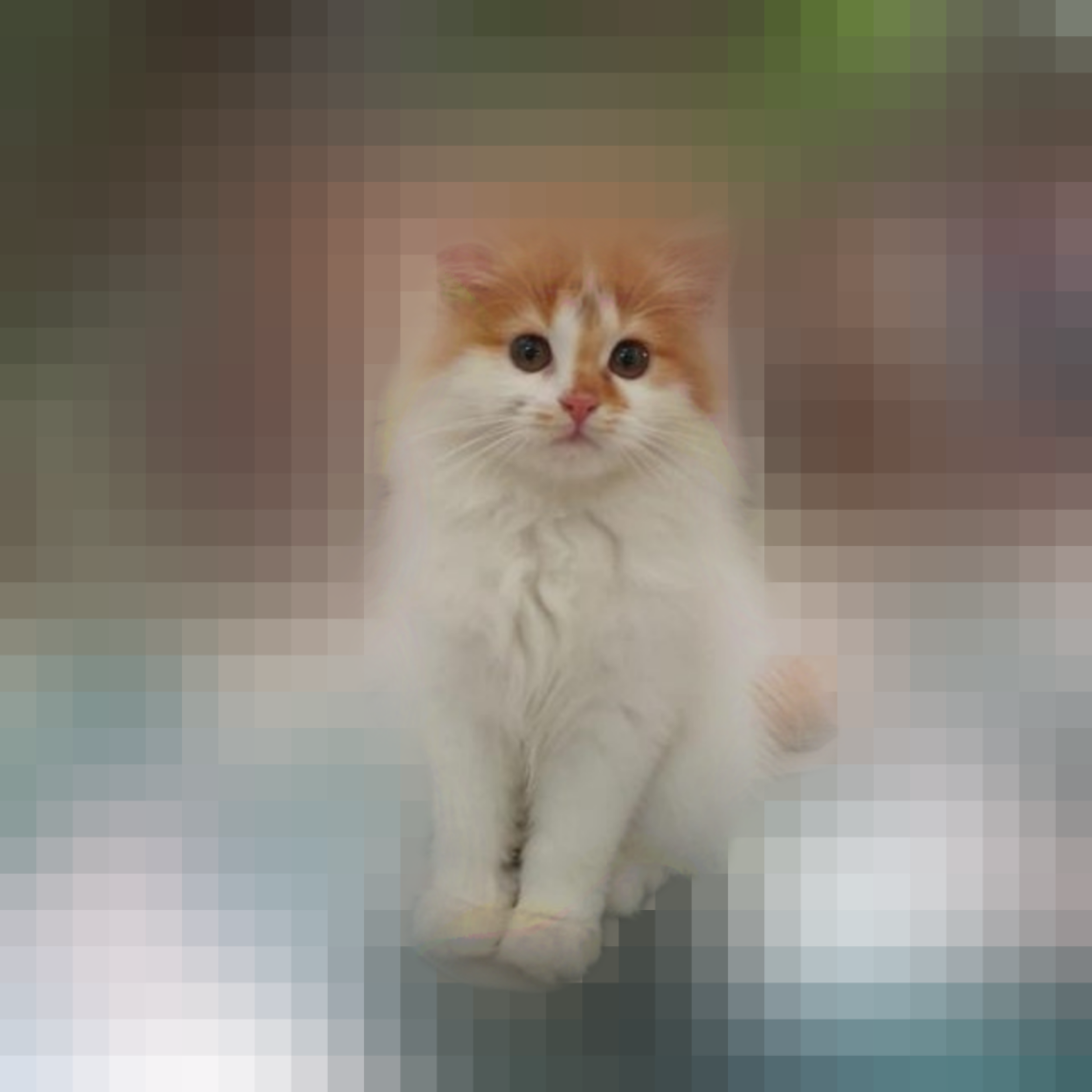 Mouza -  Tiny & Cute Cat #1
