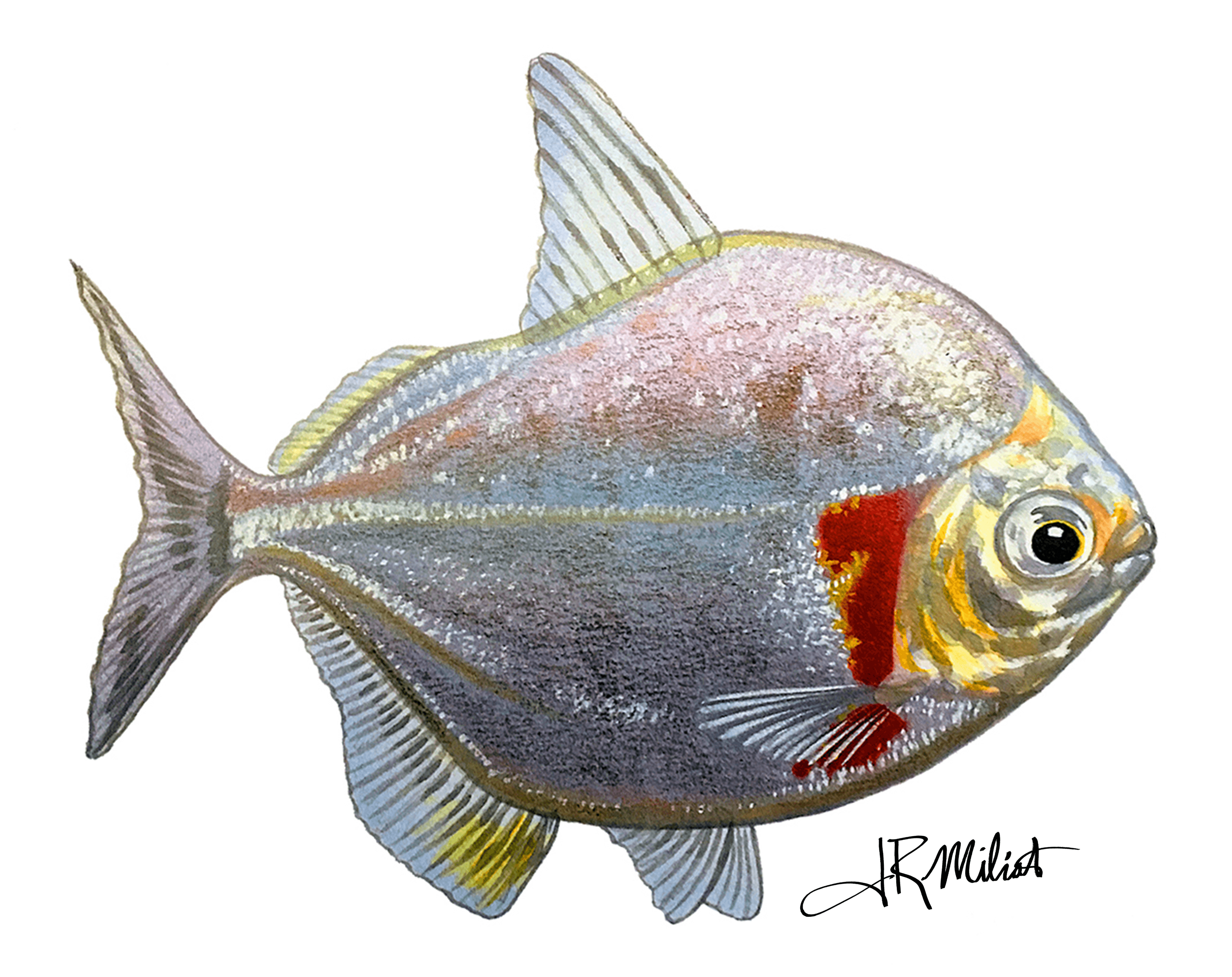 Silver Dollar Fish Airbrush by Joseph Milioto (1968)