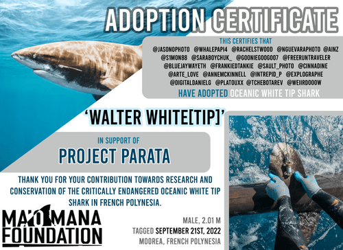 Project Parata Edition: Walter White(tip) Adoption