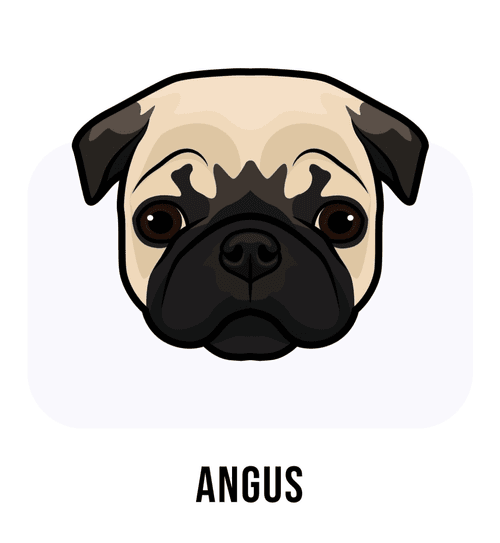 Angus The Pug