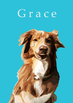 collection: grace collection image