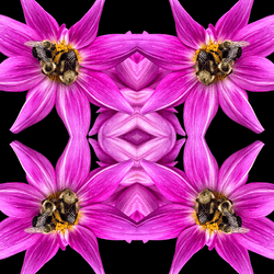 Dahlia Reflections collection image