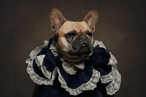 The countess of Pug