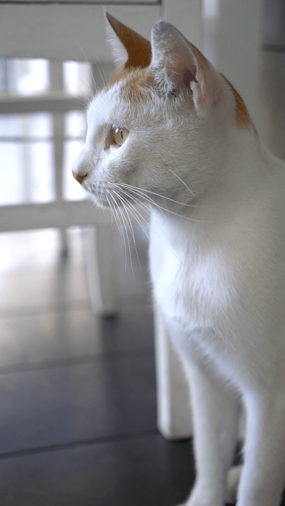 white gold cat