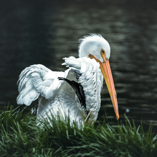Wildlife Fineart Photography