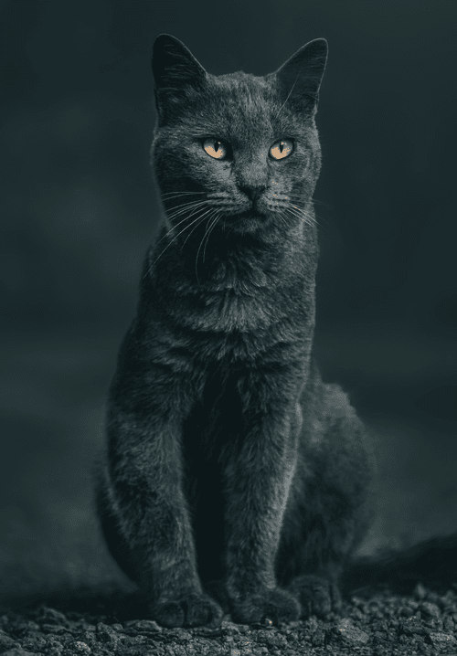Where the Wild Cats Are
