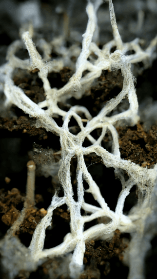 Cosmic Neural Mycelium