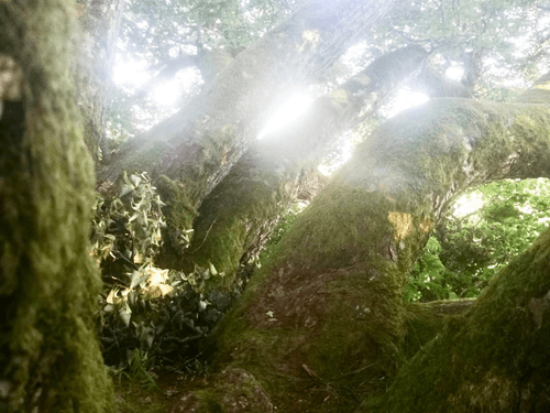 Old Tree In A Secret Grove