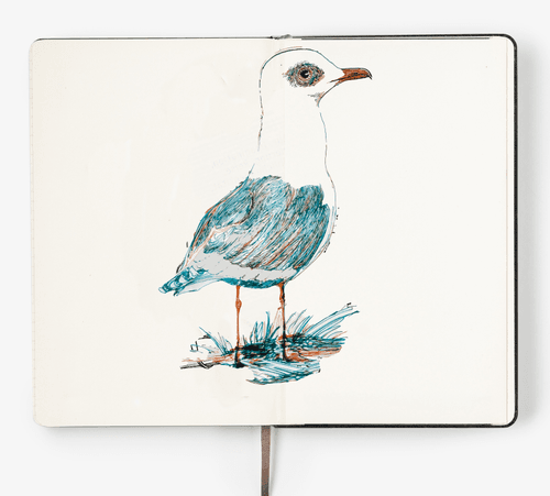 Ink Bird Sketches#5-Seagull