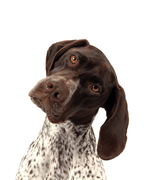 German Shorthaired Pointer #DA255