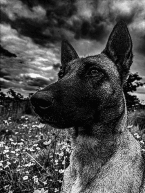 The dog's eyes 