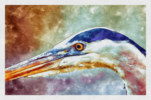 Watercolor - Great Blue Heron 10