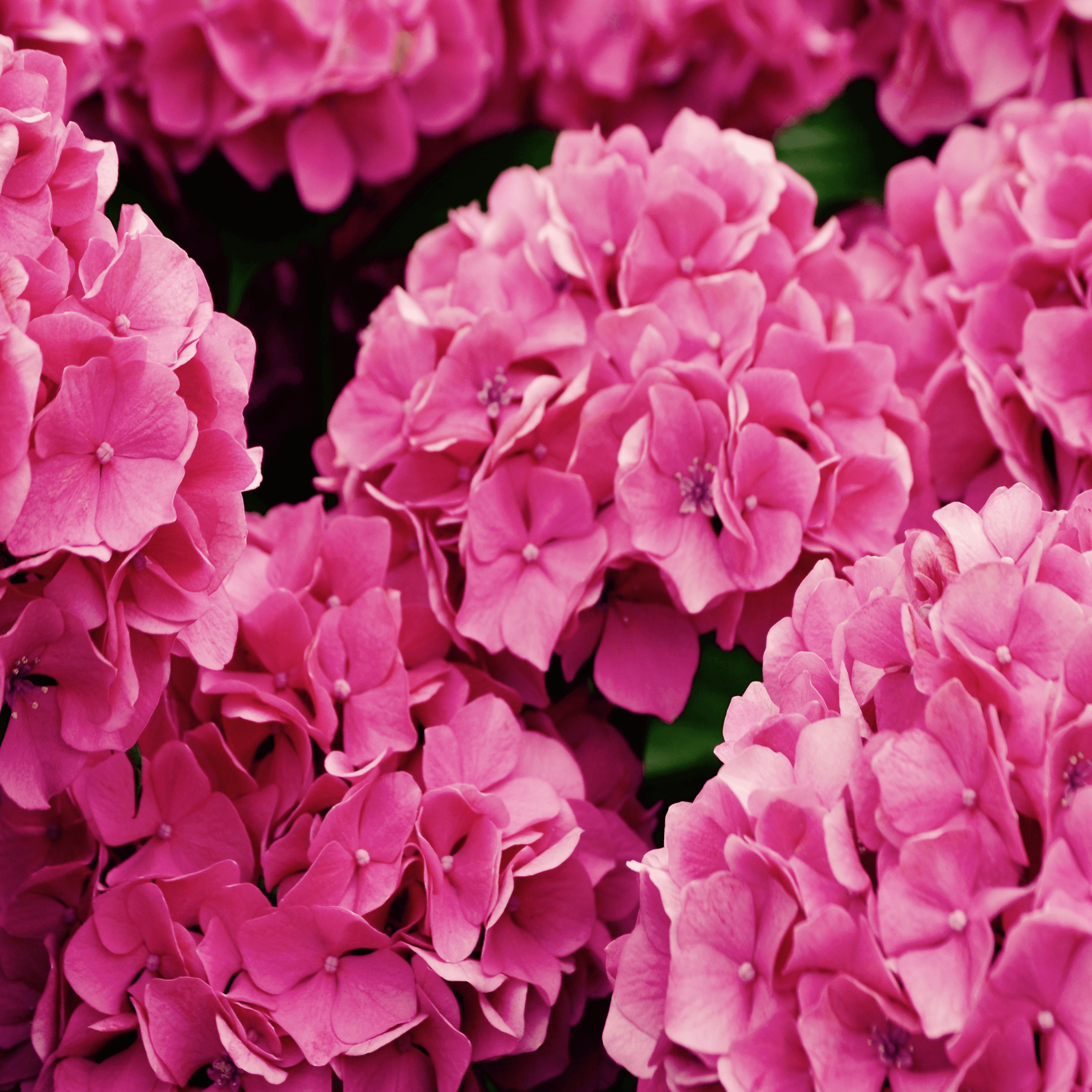 Pink Hydrangeas 