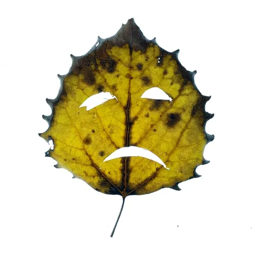 Charles Damga (charliedamgood) Farcaster social identity (Fname handle) PFP