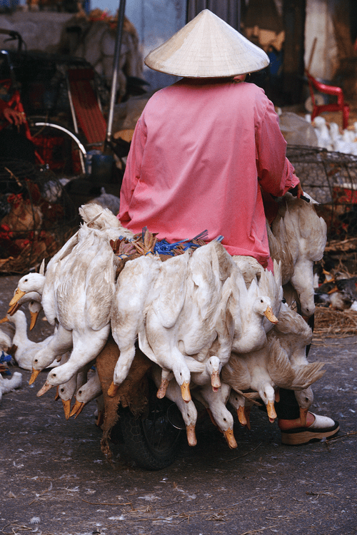 Bikes of Burden #9. Ducks.