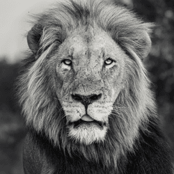 A Fallen King by Byron Grobler collection image
