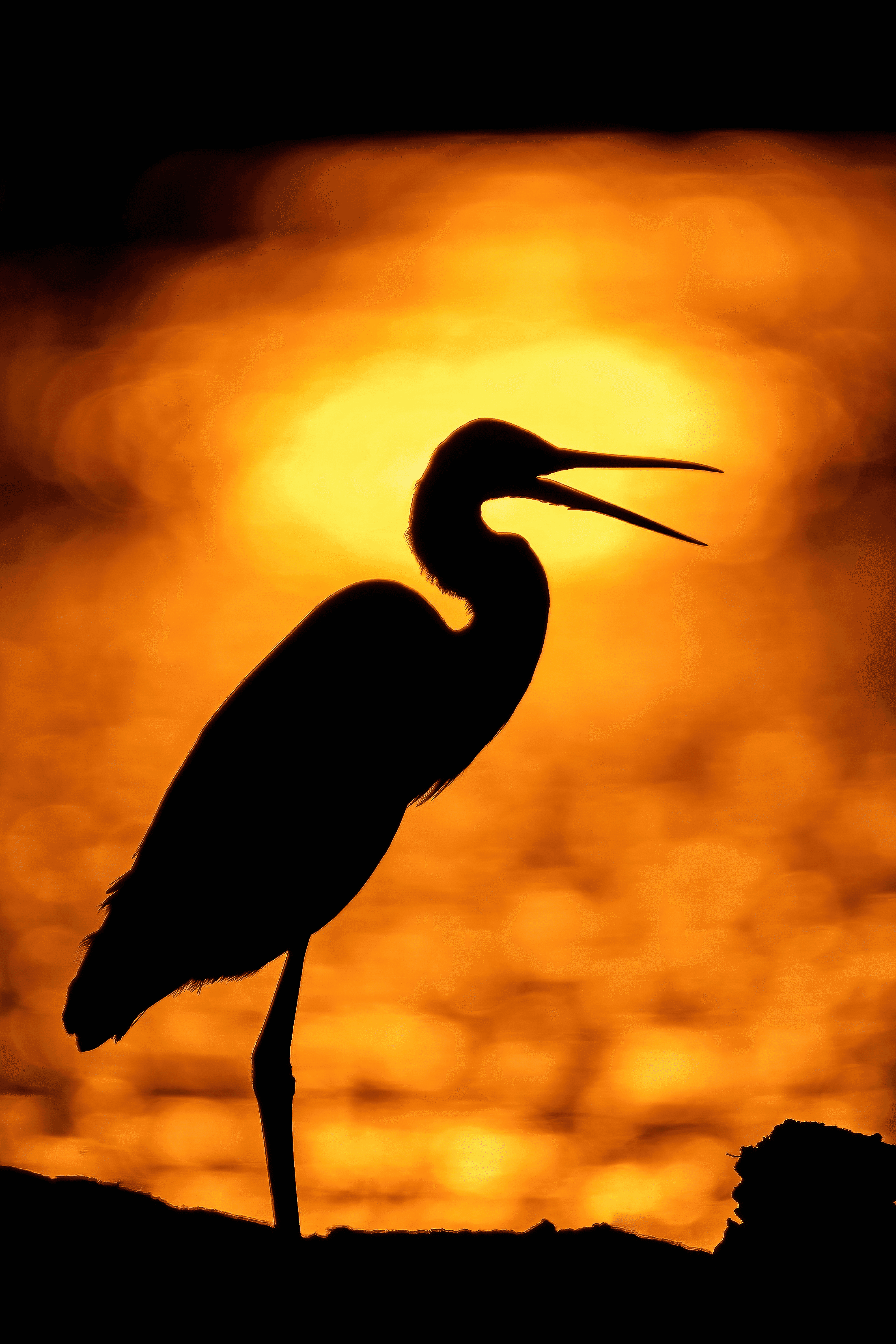 The Greater Egret