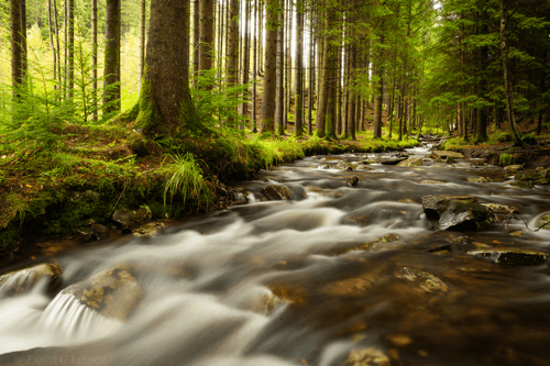 The Running Forest