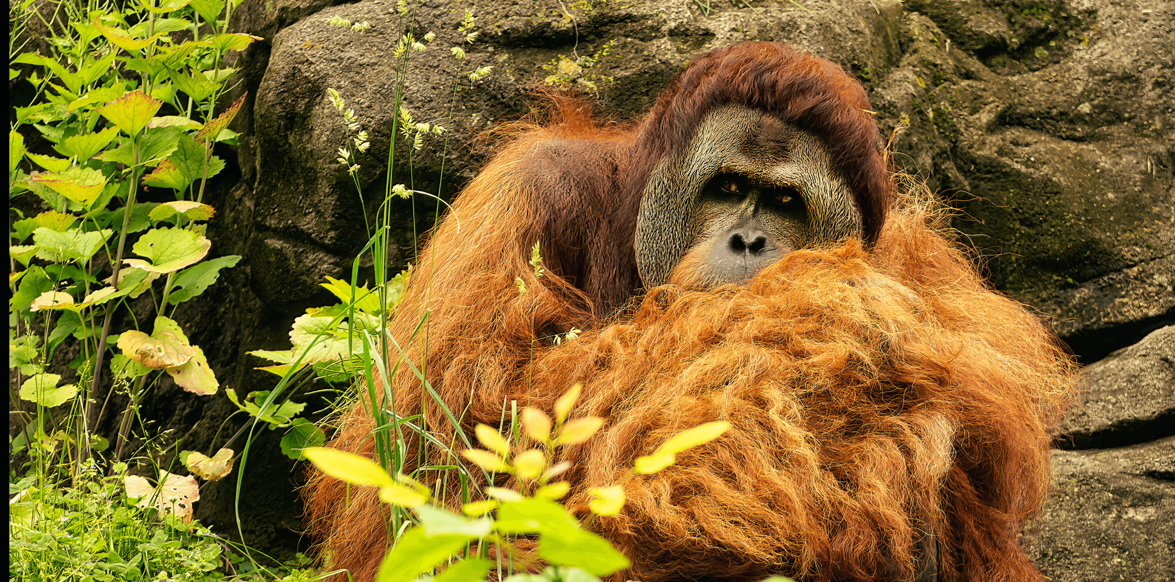 Sumantran Orangutan