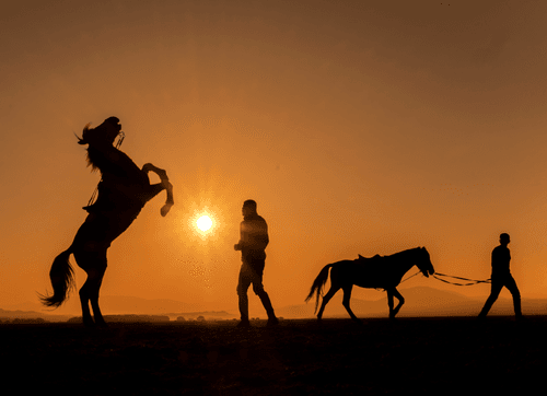 HORSES AT SUNSET