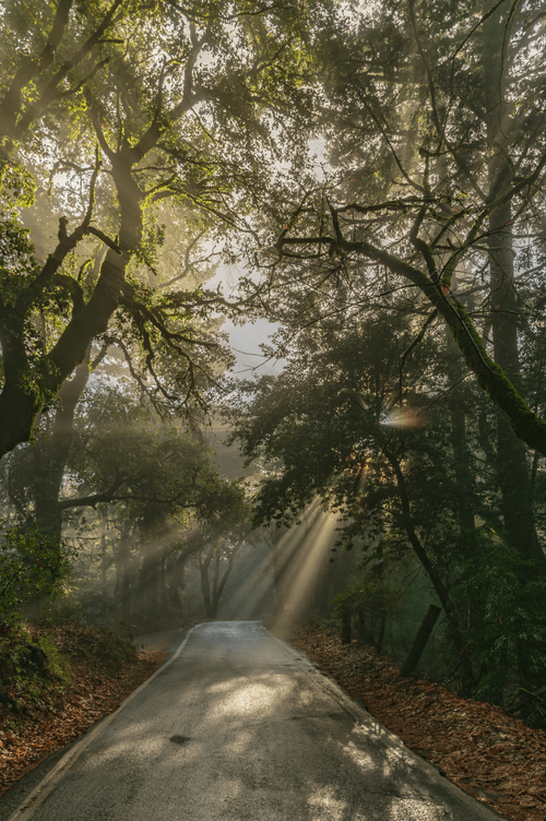Sunrays cutting through the trees in the Santa Cruz Mountains