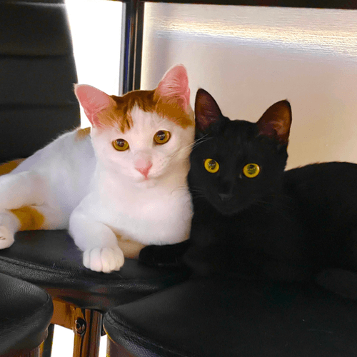 coconuts-cat-record