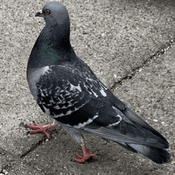 Pigeons collection image