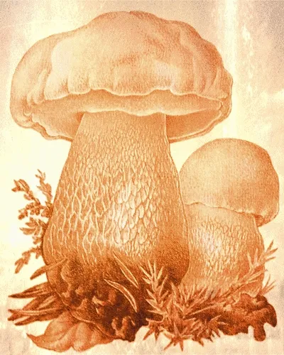 Mushroom #926