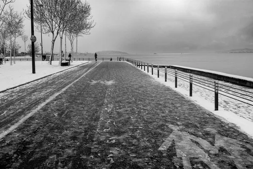 Birds of Snowy Istanbul I