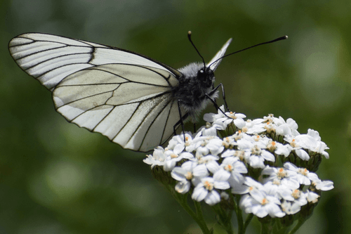 Glass Wings