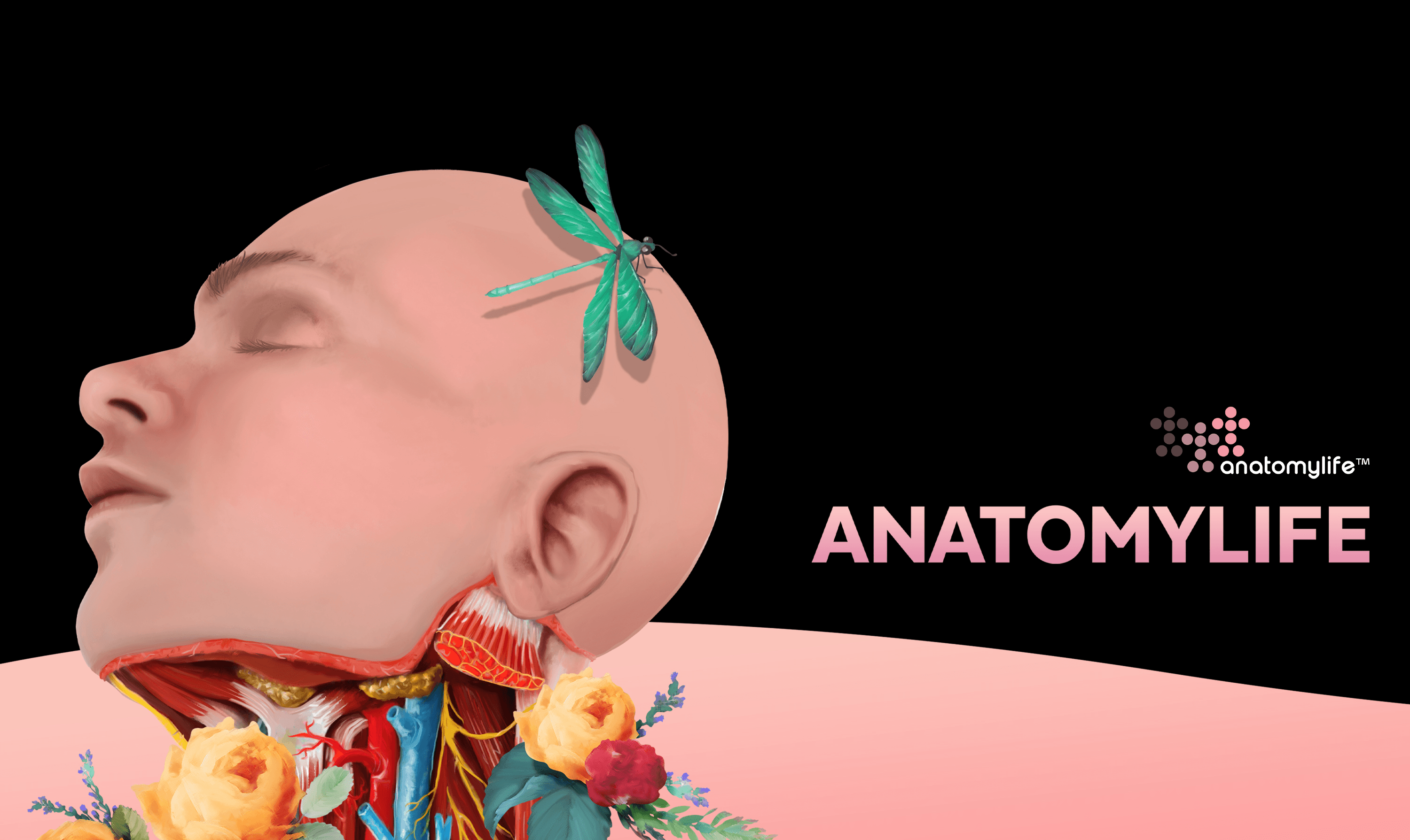 AnatomyLife banner