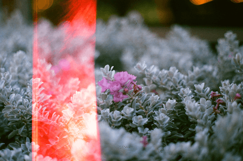 Light Leaks - poetic photography