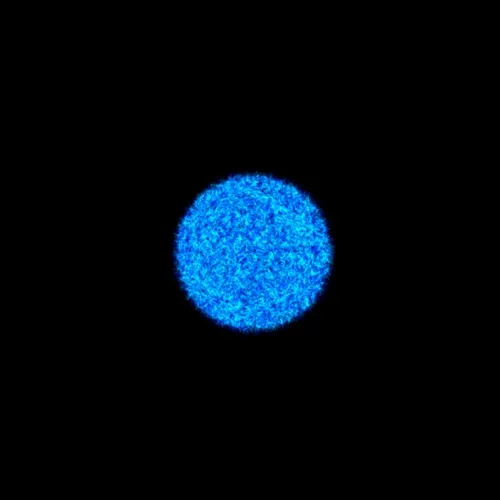 Physarum #132
