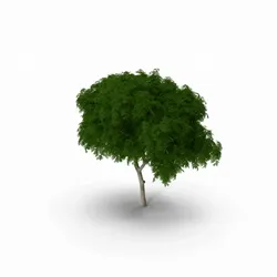 Tree World NFT Forest collection image