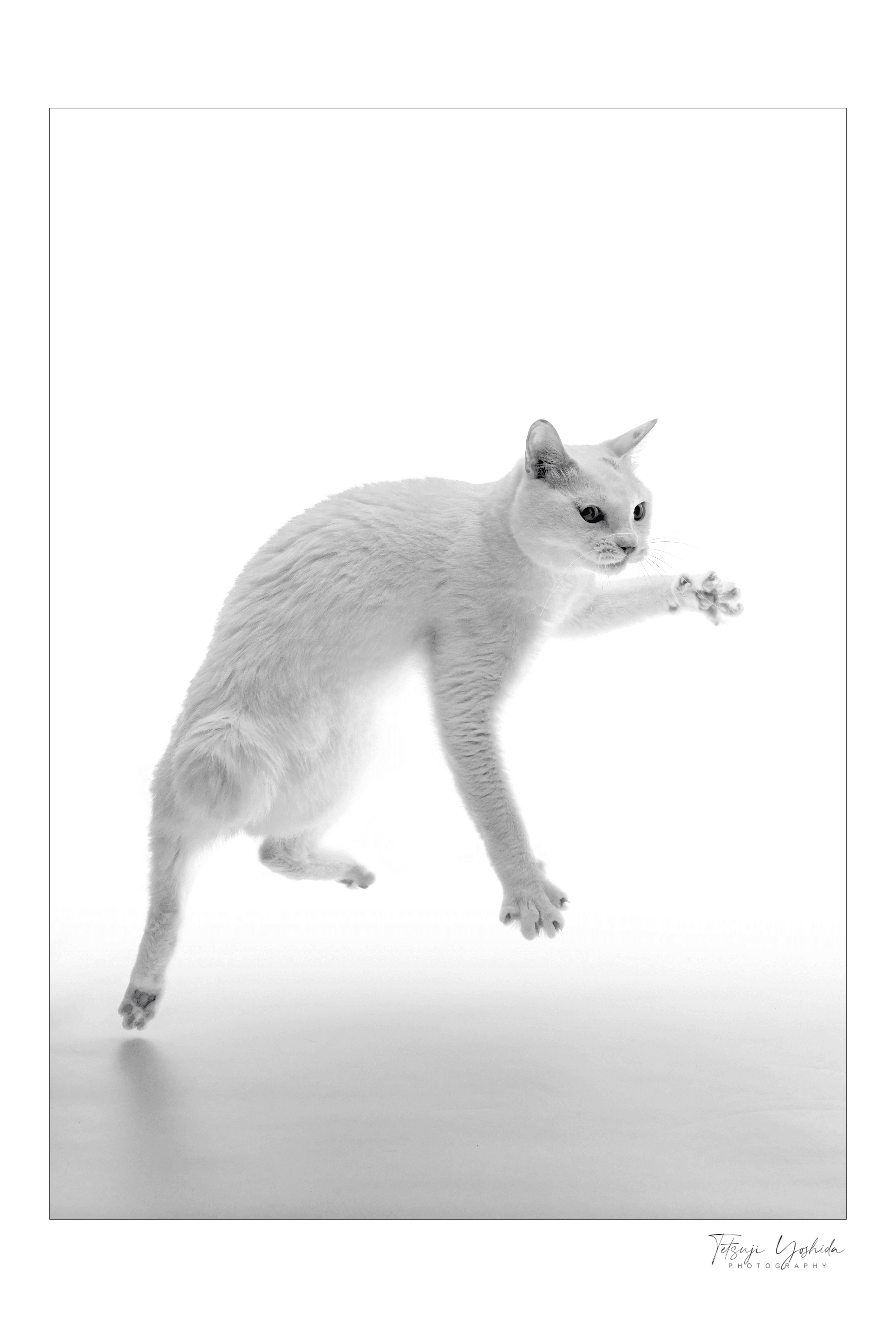 Teto-the-white-cat  "Jump"